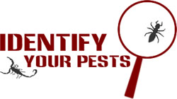 Identify Your Pests
