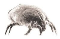 The common household dust mite
