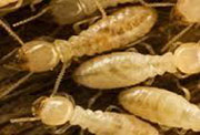 pest control companies Braselton GA, exterminators Braselton