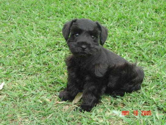 Romeo as a puppy! Black AKC miniature schnauzer