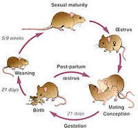 rat life cycle