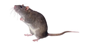 rat, mice removal