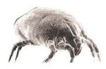 common household dust mite