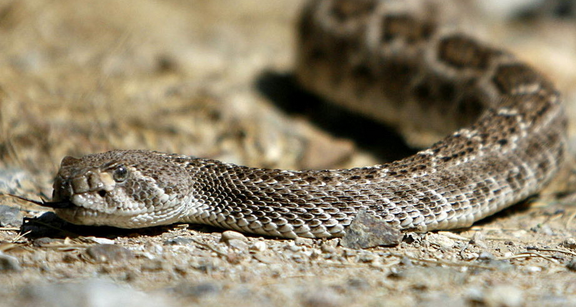 rattlesnake bite