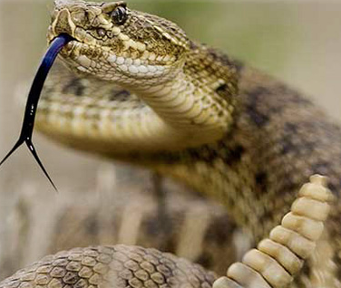 snake bite protection