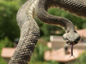 rattlesnake bite protection