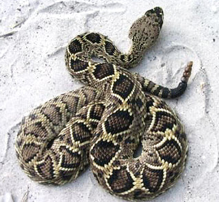 rattlesnake 