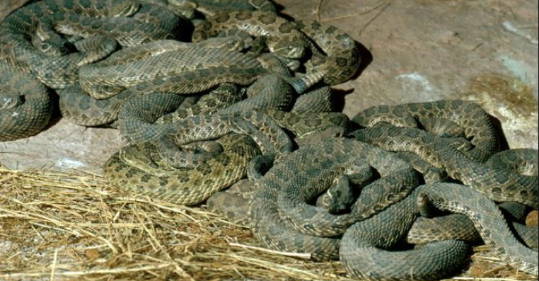 How Do Rattlesnakes Hibernate?