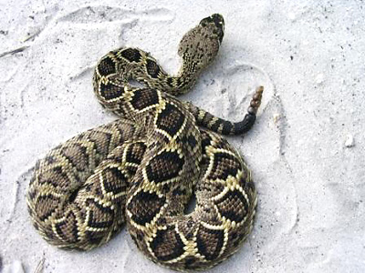 rattlesnake 