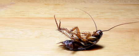 Pest control in cordele ga dead roach