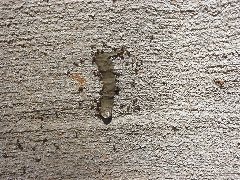 Ants on gel bait in Cordele GA