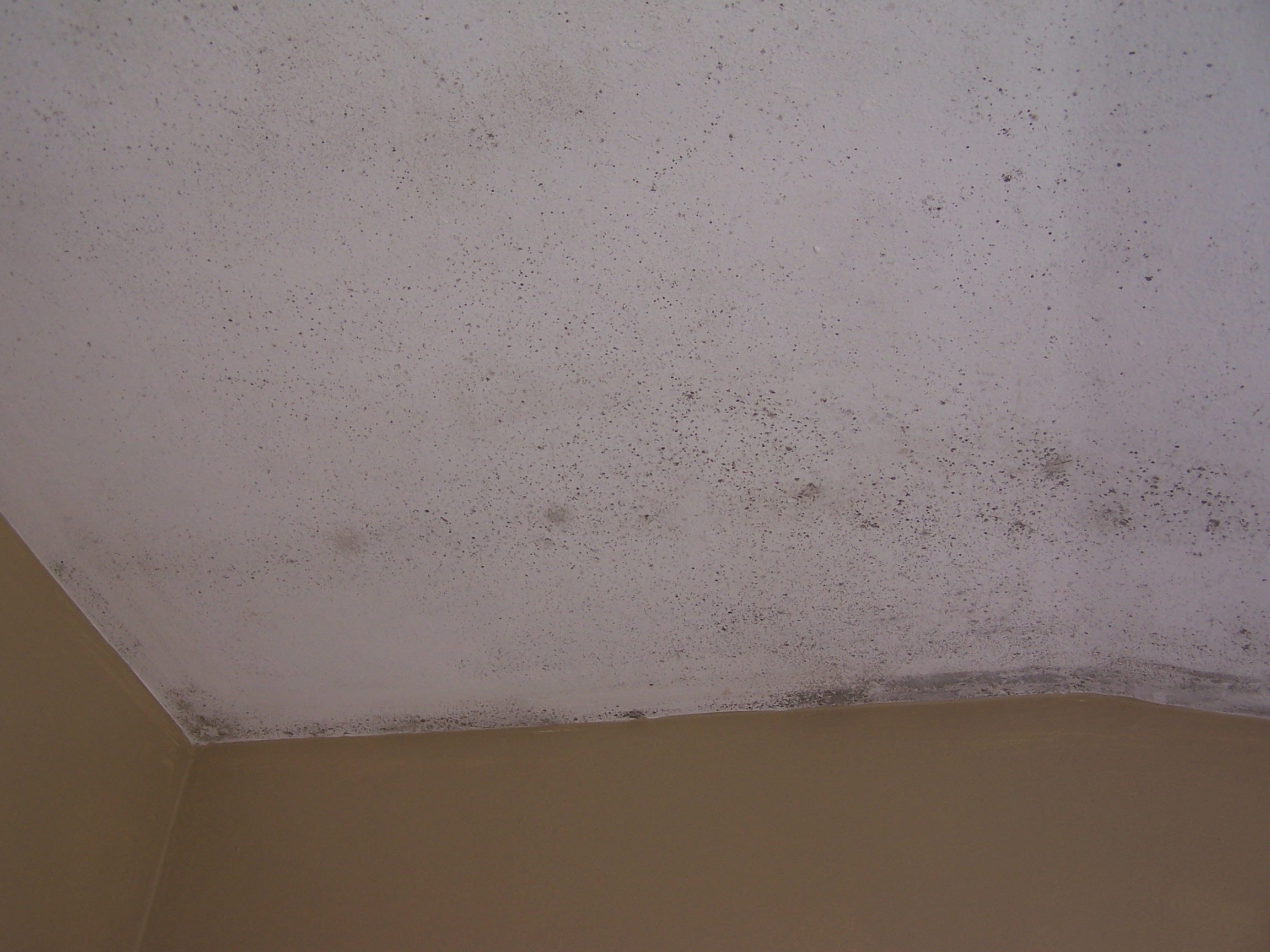 Surviving Toxic Mold Mold Exposure Mold Illness Mold