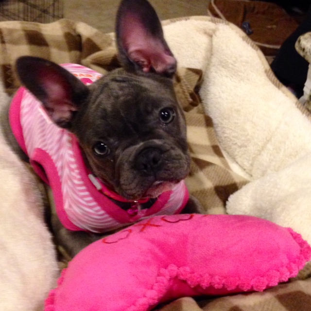 When should I neuter or spay my Frenchie puppy and what