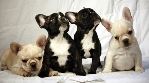 HOME PAGE - AVAILABLE PUPPIES
