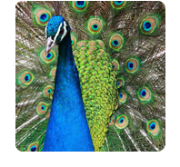 symbols: peacock