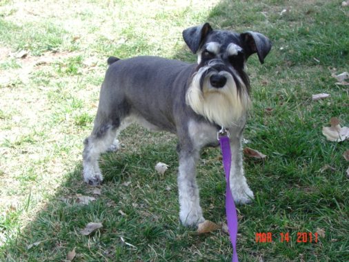 Snowflake Schnauzers Miniature Schnauzer Puppies - Miniature Schnauzers ...