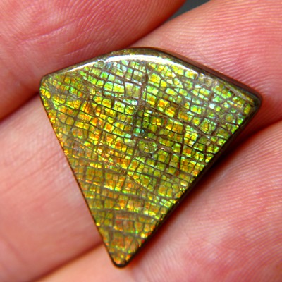 free from giant ammolite untreated with IGI report on fossil shell
