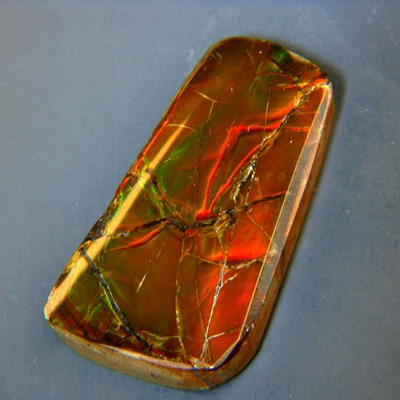free from giant ammolite untreated with IGI report on fossil shell