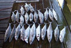 Hatteras Spanish Mackerel Fishing
