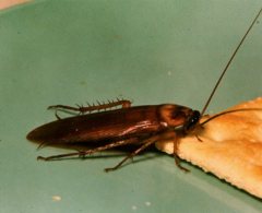 American Roach 