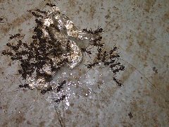 Ants Feeding on Ant Gel Bait in Americus GA from Cobra Exterminating Company