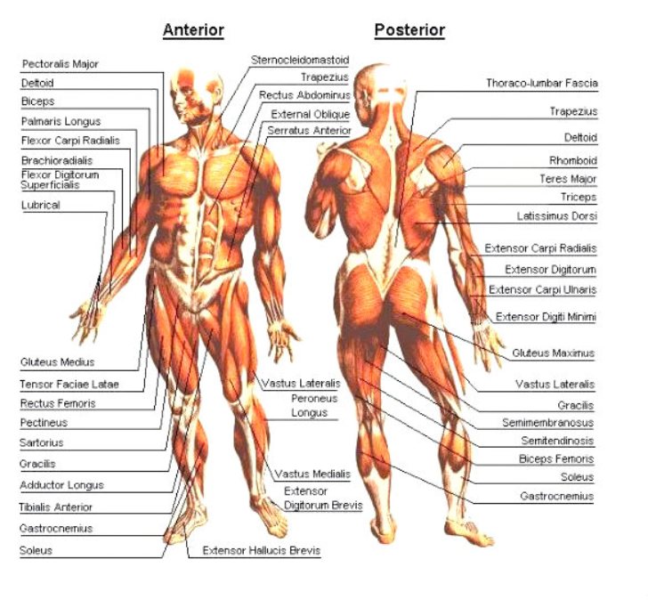 Your Body Muscles