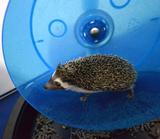 Hedgehog Safe Exercise Wheel
