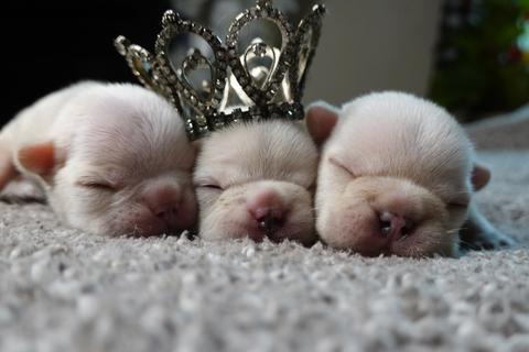 2023 French Bulldogs Coming Soon.