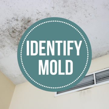 What homeowners need to know about toxic mold exposure